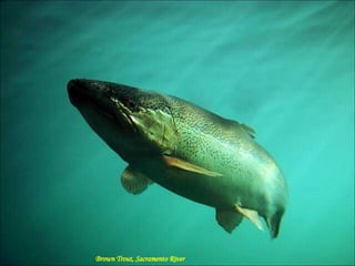 Brown Trout, Sacramento River 