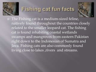 Fishing Cat | PPTX