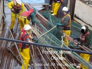 Fresher vessel - 
Otakou 
• Nets out, fill ‘em up, nets in 
 