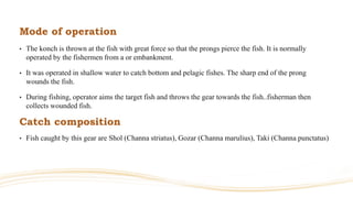 Mode of operation
• The konch is thrown at the fish with great force so that the prongs pierce the fish. It is normally
operated by the fishermen from a or embankment.
• It was operated in shallow water to catch bottom and pelagic fishes. The sharp end of the prong
wounds the fish.
• During fishing, operator aims the target fish and throws the gear towards the fish..fisherman then
collects wounded fish.
Catch composition
• Fish caught by this gear are Shol (Channa striatus), Gozar (Channa marulius), Taki (Channa punctatus)
 