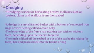 Dredging
*Dredging is used for harvesting bivalve molluscs such as
oysters, clams and scallops from the seabed.
*A dredge is a metal framed basket with a bottom of connected iron
rings or wire netting called a chain belly.
*The lower edge of the frame has awaking bar, with or without
teeth, depending upon the species targeted.
*The catch is lifted off the seabed or out of the sea by the raking (or
teeth) bar and passes back into the basket or bag
 