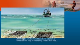A dredge is a metal framed basket with a bottom of
connected iron rings or wire netting called a chain belly.
 