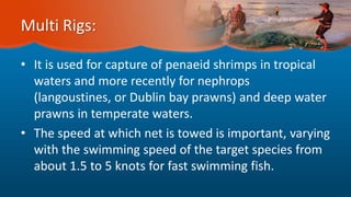 Multi Rigs:
• It is used for capture of penaeid shrimps in tropical
waters and more recently for nephrops
(langoustines, or Dublin bay prawns) and deep water
prawns in temperate waters.
• The speed at which net is towed is important, varying
with the swimming speed of the target species from
about 1.5 to 5 knots for fast swimming fish.
 