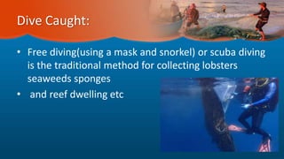Dive Caught:
• Free diving(using a mask and snorkel) or scuba diving
is the traditional method for collecting lobsters
seaweeds sponges
• and reef dwelling etc
 