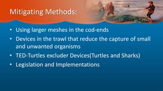 Mitigating Methods:
• Using larger meshes in the cod-ends
• Devices in the trawl that reduce the capture of small
and unwanted organisms
• TED-Turtles excluder Devices(Turtles and Sharks)
• Legislation and Implementations
 