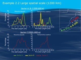 Example 2.2 Large spatial scale (1200 Km)
Sector A, B, C (200-800 m)
Percenatge

50

35

Nezumia aequalis

40

25

30

20
15

20

5
0

1

Percentage

2

3

4

5

6

Pre-anal Length (cm)

7

0

0 2 4 6 8 10 12 14 16 18 20 22

Pre-anal Length (cm)

Sector C (1000-1400 m)

25

14
12

Nezumia aequalis

20

Trachyrinchus scabrus

10
8

15

6
4

10
5
0

-C
S

10

10
0

Trachyrinchus scabrus

30

2
0
0

1

2

3

4

5

6

Pre-anal Length (cm)
Sector A

7

0 2 4 6 8 10 12 14 16 18 20 22

Sector B

Pre-anal Length (cm)
Sector C

-B
S
1 1)
(
-A
S

0
(6
9
(2

)

)

 