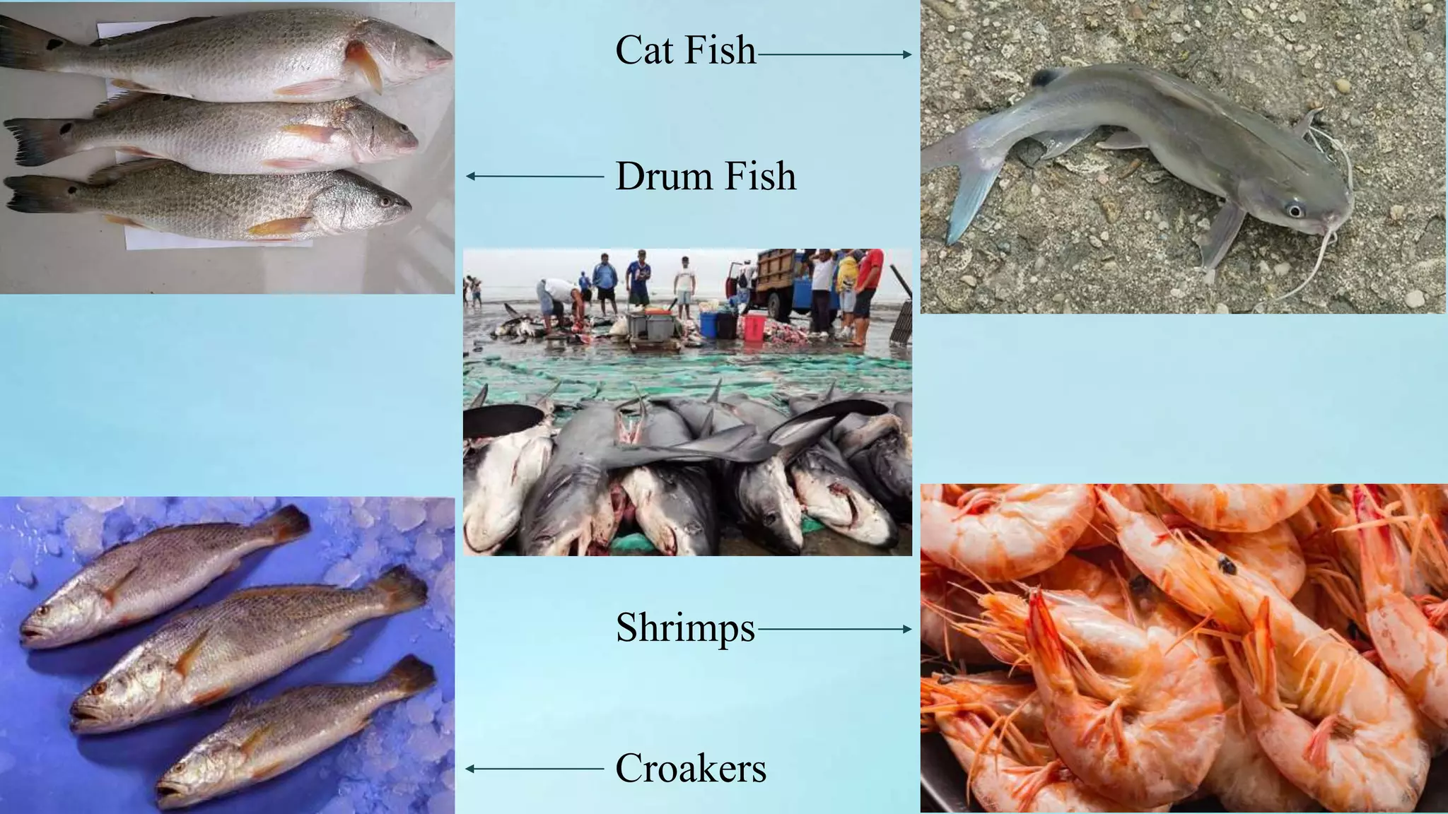 Dead Croaker Fishing industry of Pakistan | PPTX