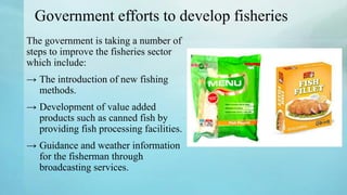 Government efforts to develop fisheries
The government is taking a number of
steps to improve the fisheries sector
which include:
→ The introduction of new fishing
methods.
→ Development of value added
products such as canned fish by
providing fish processing facilities.
→ Guidance and weather information
for the fisherman through
broadcasting services.
 