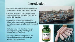 Introduction
→Fishing is one of the oldest occupations for
people who live near lakes, rivers and sea.
→With the progress of civilization, fishing
communities started breeding fish. This is
called fish farming.
→In Pakistan there are many fish farms
inland using man-made, rectangular ponds
as well as using protected areas in rivers and
lakes.
→Pakistan earns 6% of its total foreign
exchange earnings by exporting fish,
shrimps and fish products.
→Fishing is the main occupation in the
coastal settlements of Sindh( except
Karachi) and Balochistan.
 