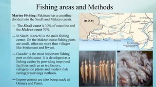 Fishing areas and Methods
Marine Fishing: Pakistan has a coastline
divided into the Sindh and Makran coasts.
→ The Sindh coast is 30% of coastline and
the Makran coast 70%.
→ In Sindh, Karachi is the main fishing
centre. On the Makran coast fishing ports
are small, often no more than villages
like Soniamani and Jiwani.
→ Gwadar is the most important fishing
port on this coast. It is developed as a
fishing centre by providing improved
facilities such as an ice factory,
refrigeration plants and modern fish
curing(preserving) methods.
→ Improvements are also being made at
Ormara and Pasni.
 