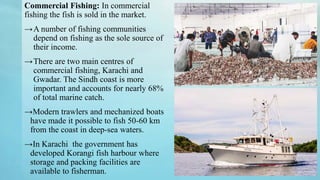 Commercial Fishing: In commercial
fishing the fish is sold in the market.
→A number of fishing communities
depend on fishing as the sole source of
their income.
→There are two main centres of
commercial fishing, Karachi and
Gwadar. The Sindh coast is more
important and accounts for nearly 68%
of total marine catch.
→Modern trawlers and mechanized boats
have made it possible to fish 50-60 km
from the coast in deep-sea waters.
→In Karachi the government has
developed Korangi fish harbour where
storage and packing facilities are
available to fisherman.
 