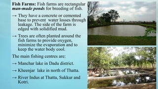 Fish Farms: Fish farms are rectangular
man-made ponds for breeding of fish.
→ They have a concrete or cemented
base to prevent water losses through
leakage. The side of the farm is
edged with solidified mud.
→ Trees are often planted around the
fish farms to provide oxygen,
minimize the evaporation and to
keep the water body cool.
The main fishing centres are:
→ Manchar lake in Dadu district.
→ Kheenjar lake in north of Thatta.
→ River Indus at Thatta, Sukkur and
Kotri.
 
