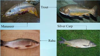 Manaseer
Rahu
Silver Carp
Trout
 