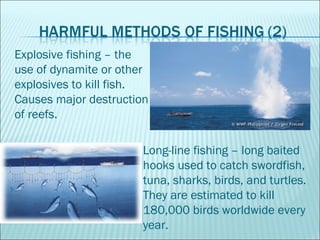 Explosive fishing – the
use of dynamite or other
explosives to kill fish.
Causes major destruction
of reefs.
Long-line fis...