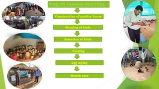 Construction of poultry house
Housing of birds
Selection of birds
POULTRY FARMING PRACTICES
Feeding
Egg laying
Health care
 
