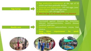 Egg laying
 Egg production commences at the age of 22
weeks and then gradually decline
 Vanaraja and grama priya -140-160 eggs /year
 White leghorn-240-300 eggs/year
 Kadaknath-120-130 eggs/year
 After the age of 18 month birds are disposed
Health care
 Vaccinated against diseases like bronchitis,
infected laryngotrancheties, mark’s disease
ranikhet, powl pox.
 Bacterial diseases-salmonellosis, coryza, fowl
cholera.
 Deep litter requirement for pond-
50kg/ha/day
 