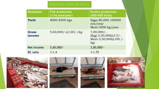PRODUCTION DETAILS
Parameter Fish production
(1 ha area/year)
Poultry production
(500-600 birds)
Yield 8000-8500 kgs Eggs-80,000-100000
nos/year
Meat-3500 kg/year
Gross
income
9,60,000/-@120/-/kg 7,00,000/-
(Egg-3,50,000@3.5/-
Meat-3,50,000@100 /-
kg)
Net income 5,60,000/- 3,00,000/-
BC ratio 1:1.4 1:1.75
 