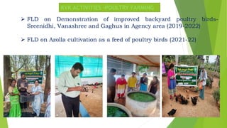 KVK ACTIVITIES –POULTRY FARMING
 FLD on Demonstration of improved backyard poultry birds-
Sreenidhi, Vanashree and Gaghus in Agency area (2019-2022)
 FLD on Azolla cultivation as a feed of poultry birds (2021-22)
 