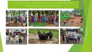 KVK ACTIVITIES -POULTRY CUM FISH CULTURE-TRAINING
PROGRAMMES/ FOLLOWUP VISITS
 