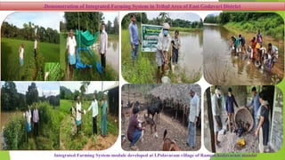 Integrated Farming System module developed at I.Polavaram village of Rampachodavaram mandal
Demonstration of Integrated Farming System in Tribal Area of East Godavari District
 