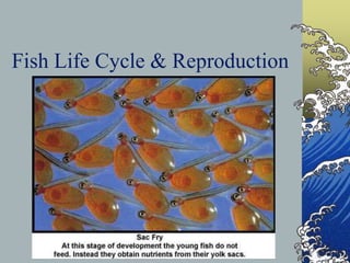 Fish Life Cycle & Reproduction
 