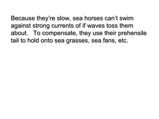 Because they’re slow, sea horses can’t swimBecause they’re slow, sea horses can’t swim
against strong currents of if waves toss themagainst strong currents of if waves toss them
about. To compensate, they use their prehensileabout. To compensate, they use their prehensile
tail to hold onto sea grasses, sea fans, etc.tail to hold onto sea grasses, sea fans, etc.
 