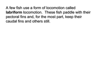 A few fish use a form of locomotion calledA few fish use a form of locomotion called
labriformlabriform locomotion. These fish paddle with theirlocomotion. These fish paddle with their
pectoral fins and, for the most part, keep theirpectoral fins and, for the most part, keep their
caudal fins and others still.caudal fins and others still.
 