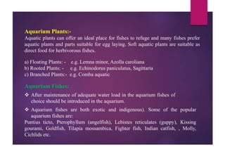 Aquarium Plants:-
Aquatic plants can offer an ideal place for fishes to refuge and many fishes prefer
aquatic plants and parts suitable for egg laying. Soft aquatic plants are suitable as
direct food for herbivorous fishes.
a) Floating Plants: - e.g. Lemna minor, Azolla caroliana
b) Rooted Plants: - e.g. Echinodorus paniculatus, Sagittaria
c) Branched Plants:- e.g. Comba aquatic
Aquarium Fishes:
 After maintenance of adequate water load in the aquarium fishes of
choice should be introduced in the aquarium.
 Aquarium fishes are both exotic and indigenous). Some of the popular
aquarium fishes are:
Puntius ticto, Pterophyllum (angelfish), Lebistes reticulates (guppy), Kissing
gourami, Goldfish, Tilapia mossambica, Fighter fish, Indian catfish, , Molly,
Cichlids etc.
 