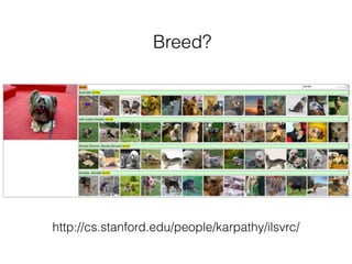Breed?
http://cs.stanford.edu/people/karpathy/ilsvrc/
 
