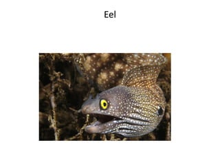 Eel