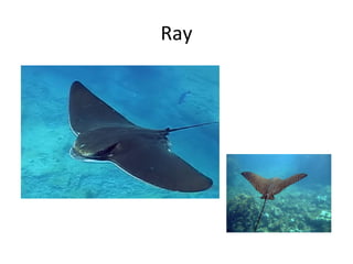 Ray