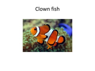 Clown fish