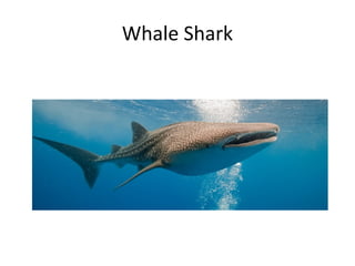 Whale Shark