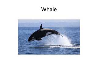 Whale