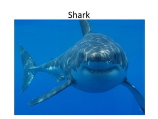 Shark