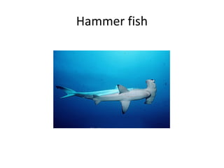 Hammer fish