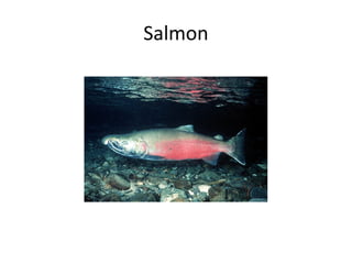 Salmon