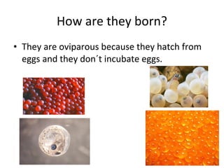 How are they born?
• They are oviparous because they hatch from
eggs and they don´t incubate eggs.