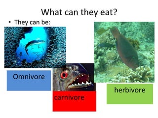 What can they eat?
• They can be:
carnivore
herbivore
Omnivore