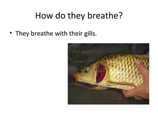 How do they breathe?
• They breathe with their gills.