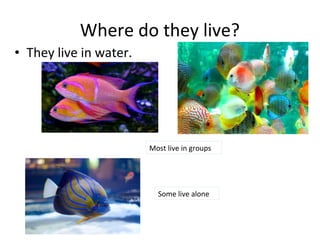 Where do they live?
• They live in water.
Most live in groups
Some live alone