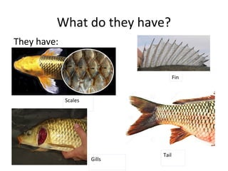 What do they have?
They have:
Fin
Tail
Scales
Gills