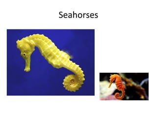 Seahorses