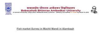 Fish market Survey in Machli Mandi in Alambagh
 