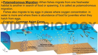 10
➢Potamodromous Migration:-When fishes migrate from one freshwater
habitat to another in search of food or spawning, it is called as potamodromous
migration.
Fishes also migrate to lay eggs in places where oxygen concentration in
water is more and where there is abundance of food for juveniles when they
hatch from eggs.
Example:- Common Asian Carps
 