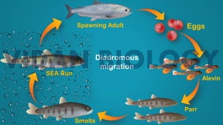 Eggs
Alevin
Parr
Smolts
SEA Run
Spawning Adult
Diadromous
migration
 