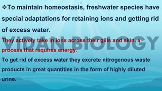 17
❖To maintain homeostasis, freshwater species have
special adaptations for retaining ions and getting rid
of excess water.
They actively take in ions across their gills and skin, a
process that requires energy.
To get rid of excess water they excrete nitrogenous waste
products in great quantities in the form of highly diluted
urine.
 