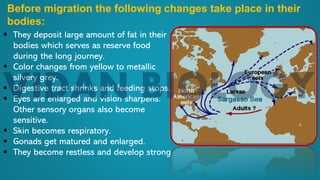 ▪ They deposit large amount of fat in their
bodies which serves as reserve food
during the long journey.
▪ Color changes from yellow to metallic
silvery grey.
▪ Digestive tract shrinks and feeding stops.
▪ Eyes are enlarged and vision sharpens.
Other sensory organs also become
sensitive.
▪ Skin becomes respiratory.
▪ Gonads get matured and enlarged.
▪ They become restless and develop strong
Before migration the following changes take place in their
bodies:
 