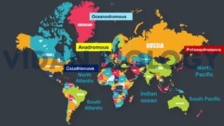 20
Anadromous
Oceanodromous
Potamodromous
Catadromous North
Pacific
South Pacific
Indian
ocean
South
Atlantic
North
Atlantic
 