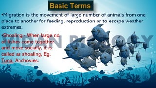 3
Basic Terms
•Migration is the movement of large number of animals from one
place to another for feeding, reproduction or to escape weather
extremes.
•Shoaling:- When large no.
of fishes come together
and move socially, it is
called as shoaling, Eg.
Tuna, Anchovies.
 